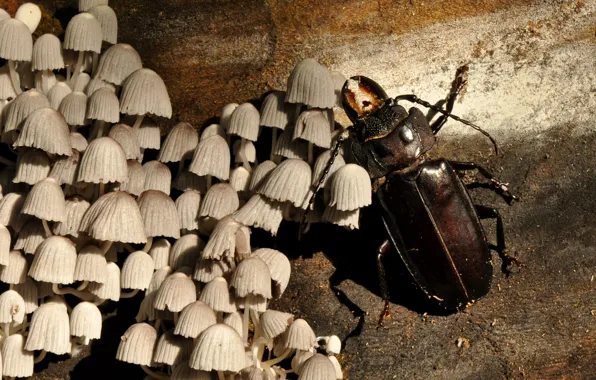 Wood, Beetle, Champignon