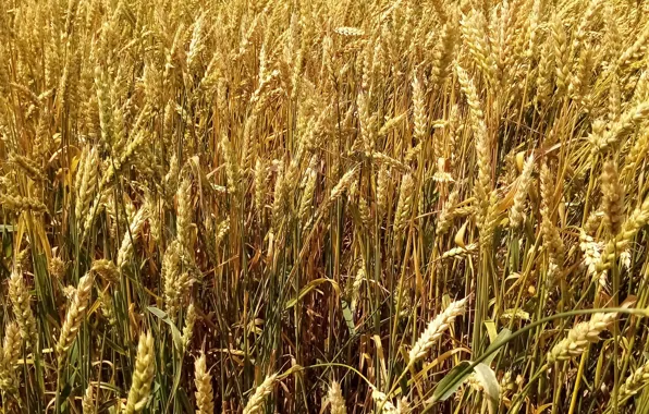 Пшеница, поле, урожай, Пейзаж