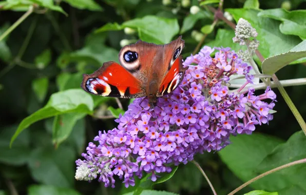 Картинка Макро, Бабочка, Цветочки, Macro, Butterfly, Purple flowers