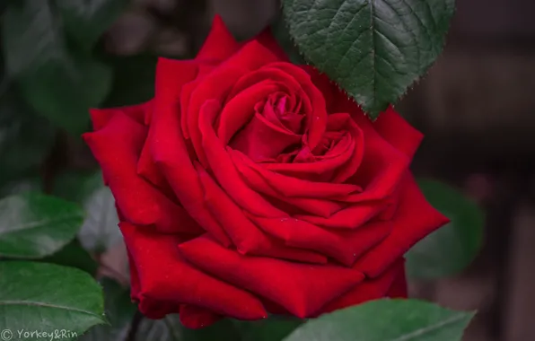 Листья, роза, лепестки, бутон, rose, цветение, leaves, petals