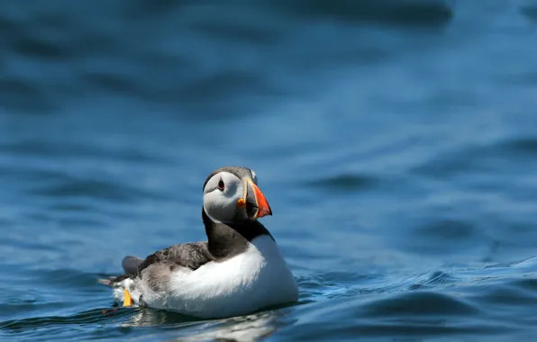 Картинка природа, птица, Swell Puffin