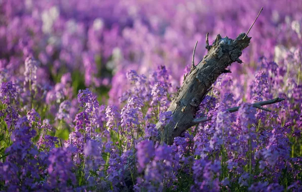 Лето, цветы, природа