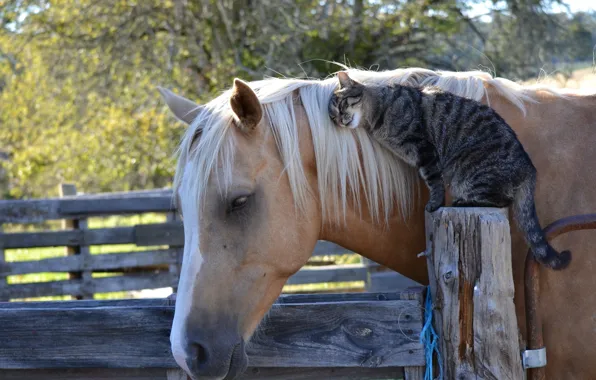 Кошка, кот, конь, лошадь, дружба