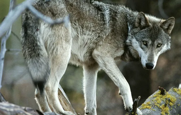 Nature, snow, predator, face, animal, wolf, wildlife, portrait