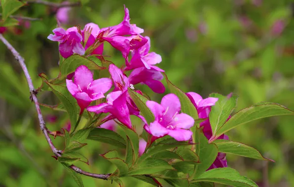 Pink, twig, blooming
