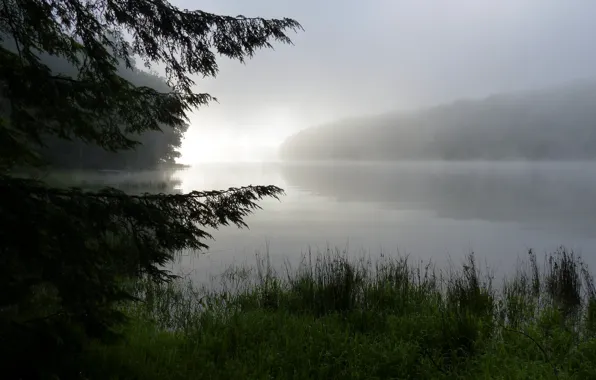 Картинка лес, трава, туман, роса, Природа, утро, Озеро