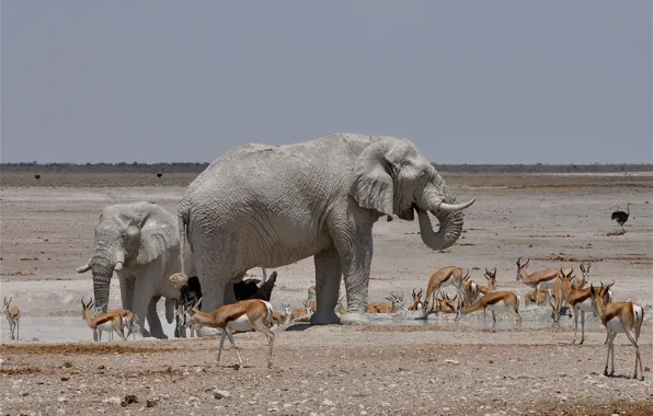 Картинка слон, Африка, страус, водопой, газель