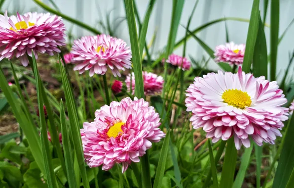 Цветы, природа, flower, nature, маргаритки