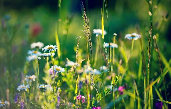 Картинка трава, ромашки, колоски, луг, полевые цветы