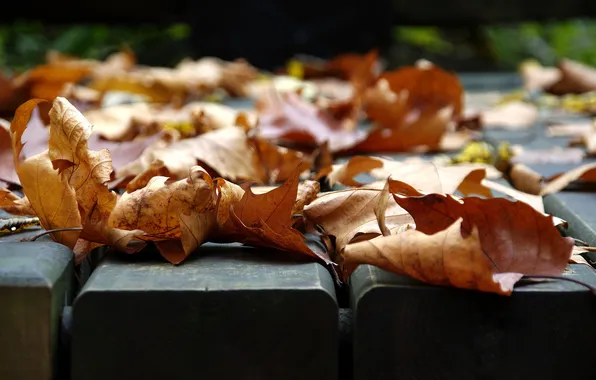 Осень, листья, макро, фото, настроения, листва, листок, листочки