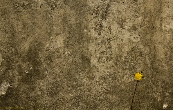 Картинка цветок, стена, бетоная
