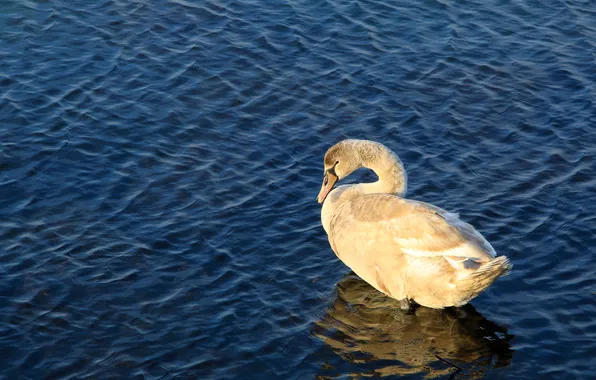 Swan, sea, bird