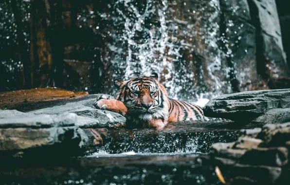 Картинка Tiger, Relax, Water, Cat, Stones, Drops