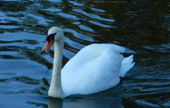 See, Nutur, Gans