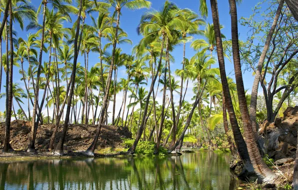 Картинка небо, отражение, река, пальмы, гаваи, hawaii