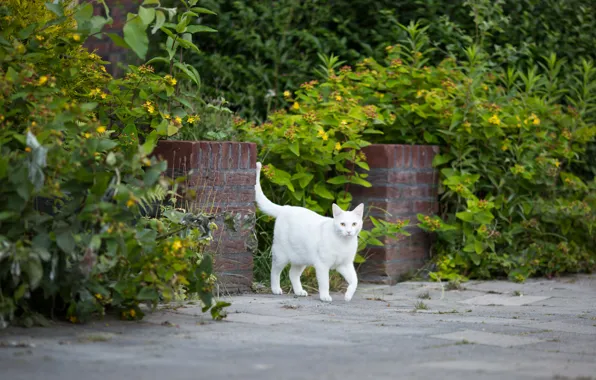 Картинка кошка, белый, трава, кот