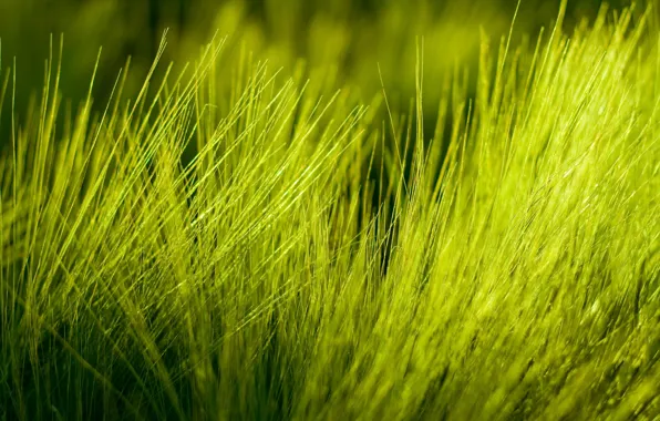 Картинка макро трава природа