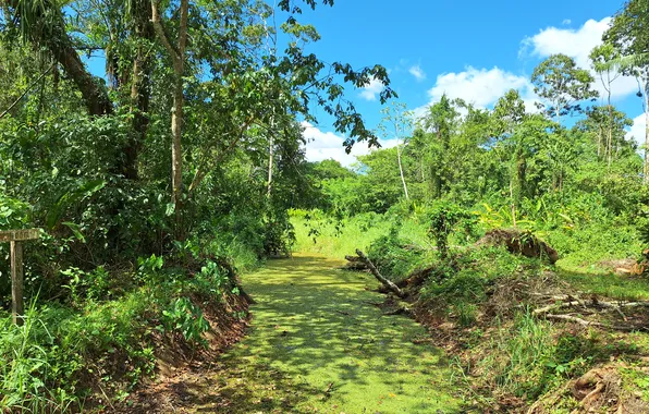 Nature in Suriname, Pepperpot Nature park Suriname, Beautiful nature wallpapers, Flora in Suriname