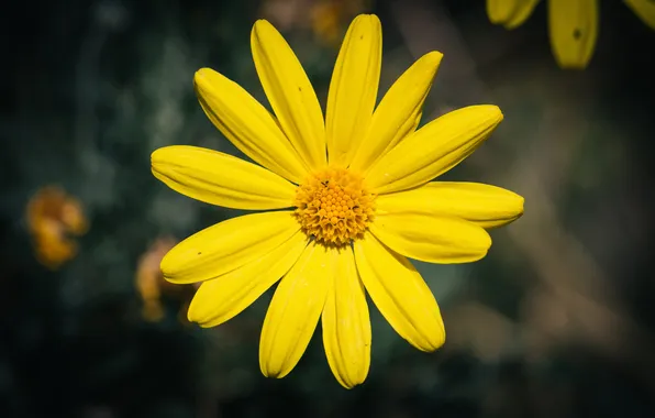 Картинка цветок, желтый, лепестки