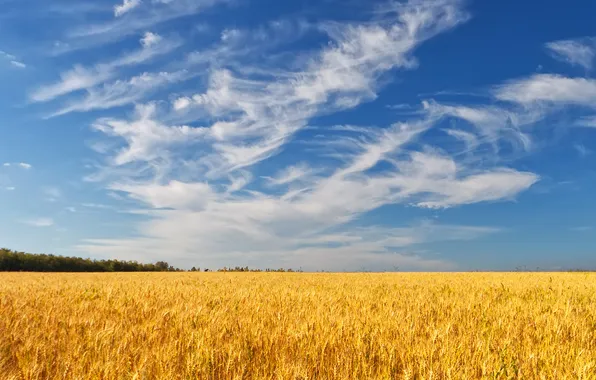 Картинка пшеница, поле, лес, лето, небо, облака, колосья