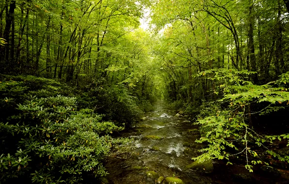 Картинка природа, лес, река, зелень