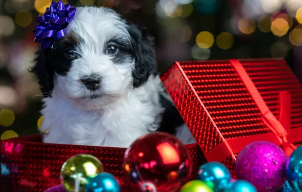 Взгляд, шарики, блики, коробка, подарок, малыш, Рождество, щенок