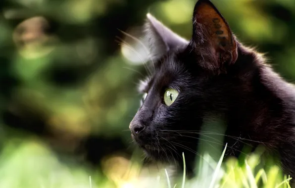 Картинка кошка, взгляд, мордочка, профиль, боке, чёрная кошка