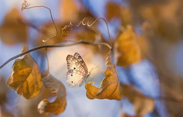 Осень, листья, макро, ветки, бабочка, Eleonora Di Primo
