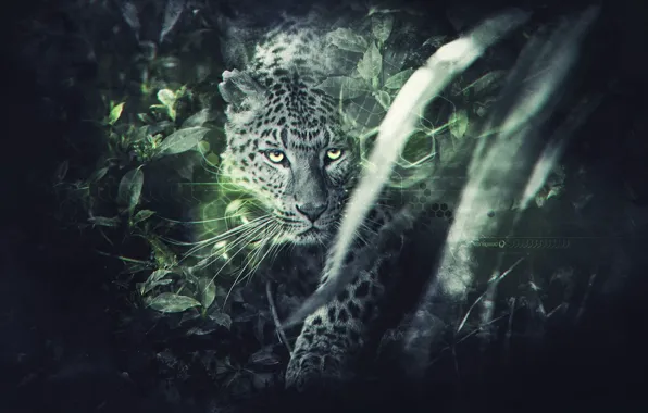 Леопард, Leopard, FuriousGFX
