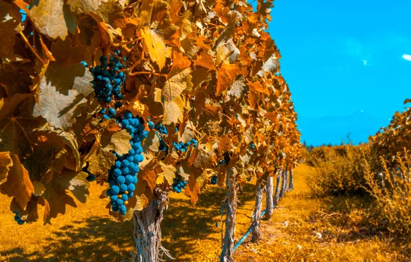 Картинка осень, небо, солнце, виноград, виноградник, кусты, боке, плантация