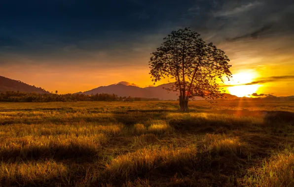 Трава, закат, природа, дерево, холмы