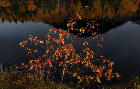 Картинка осень, озеро, отражение, ягоды, дерево