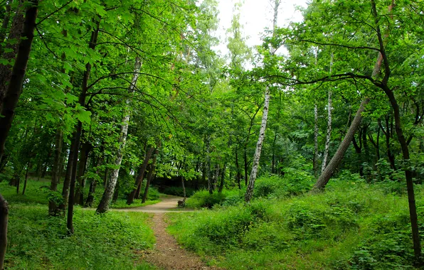 Forest, trees, park, alley