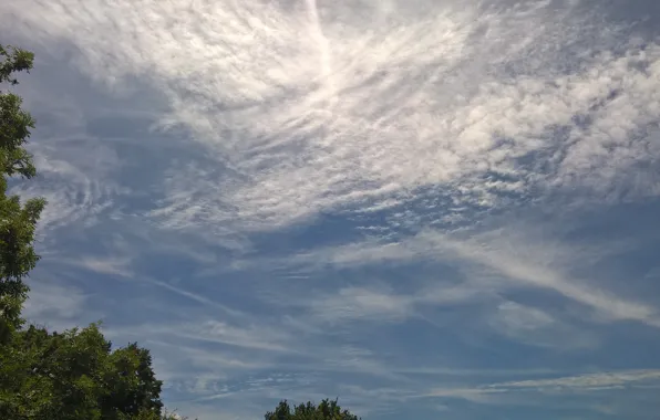 Summer, sky, trees, blue, clouds, cloudy, sunny
