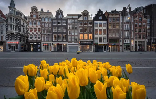 Картинка цветы, здания, дома, площадь, Амстердам, Нидерланды, Amsterdam, Netherlands
