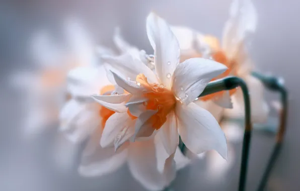 Flowers, garden, natura, blooming