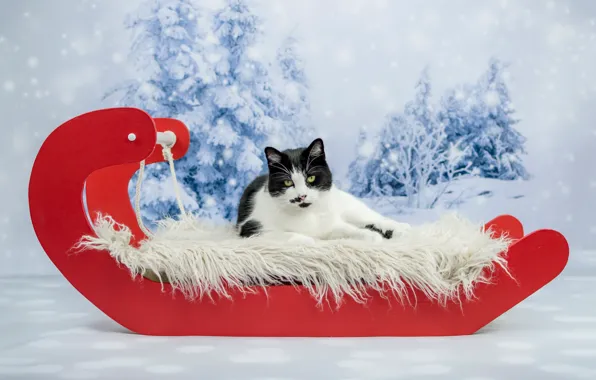 Картинка зима, кошка, кот, взгляд, снег, красный, фон, праздник
