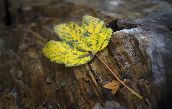Осень, листья, природа