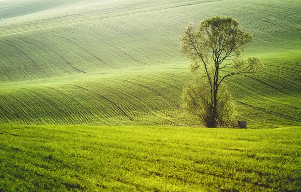 Деревья, природа, поля, весна, зеленые