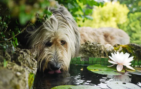 Картинка цветок, вода, жажда, собака, водяная лилия, Бергамаско, бергамская овчарка