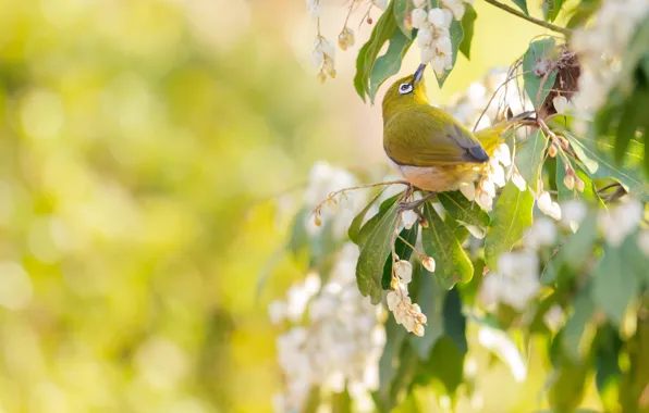 Картинка листья, цветы, ветки, птица, весна, белые, цветение, зеленый фон