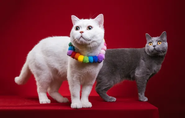 Картинка кошка, белый, кот, украшения, серый, две, пара, бусы