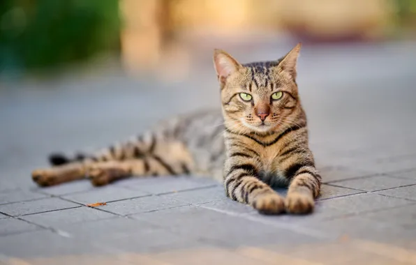 Кошка, кот, взгляд, морда, поза, плитка, лапы, лежит