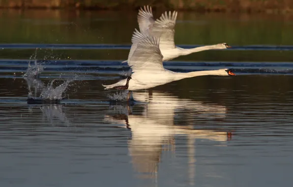 Картинка пара, лебеди, взлет, водоем, размах крыльев