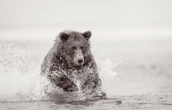 Картинка природа, река, медведь