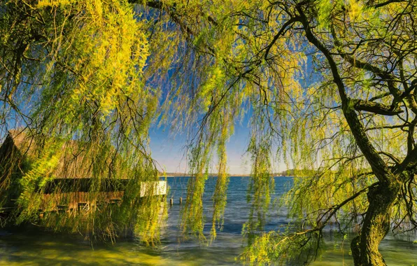 Картинка зелень, свет, деревья, природа, ветви, берег, дома, весна