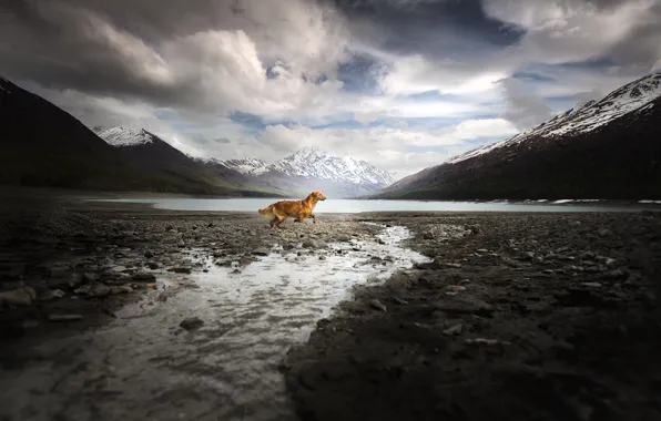 Картинка горы, собака, бег, Alaska Adventure
