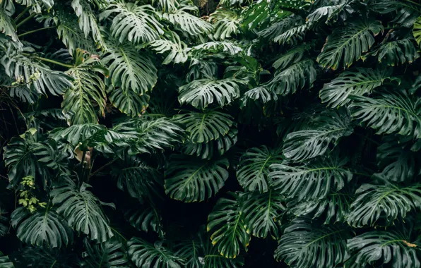 Nature, Plant, Monstera, Thimo Van Leeuwen