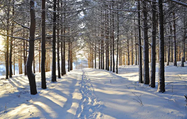Картинка зима, лес, снег, деревья, следы, просека