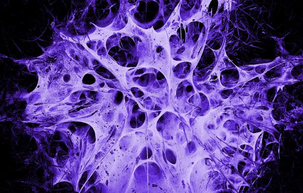 Картинка фиолетовый, паутина, Alien's Nest